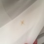 1 gr. Fleck (1cm)
