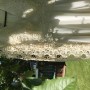 IMG_4497 IMG_4497